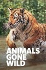 Animals Gone Wild Episode Rating Graph poster
