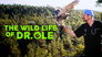 2021 - The Wild Life of Dr. Ole thumb