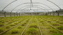 What if... genomics could safeguard our food supply?