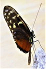 The Butterfly Effect