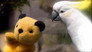Who's a Clever Bird?