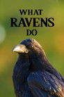 What Ravens Do