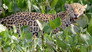 The Pantanal