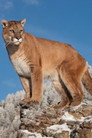 Charlie isCharlie the Cougar