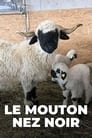 Moutons blancs Nez noirs - Les chouchous du Valais