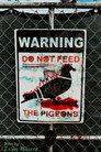 Do Not Feed the Pigeons