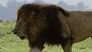 The Secret Lives of Lions