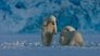 Polar Bear Winter