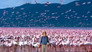 Flamingos