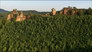 The Palatinate Forest
