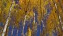 Forests