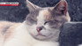 Nagasaki: Kitties in a City of Peace