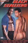 Black Stallions