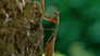 Praying Mantis