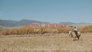 Documenting Life on the Ranch - Part 3