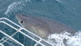 Great Whites vs. Cage