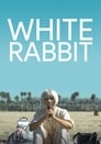 White Rabbit