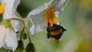 The Pollinators