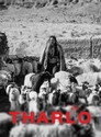 Tharlo