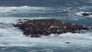 Cape Fur Seals