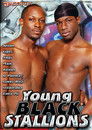 Young Black Stallions