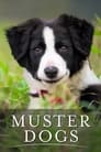 Muster Dogs Episode Rating Graph poster