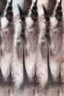 The Anatomy of a Feather