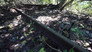 Disney’s Fort Wilderness Railroad