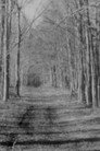 The Sea and the Woods, the Woods and the Sea