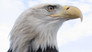 American Eagle