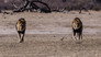 Bushveld