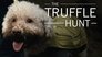 The Truffle Hunt