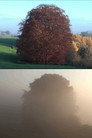 Beech Tree