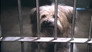 Boomer in the pound