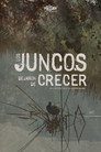 Los Juncos Dejaron de Crecer