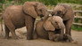 Becoming Elephant: The Orphans of Reteti | Baby Steps