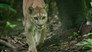 Parched Forests: Dry Tropical American Forests