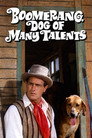 Boomerang, Dog of Many Talents