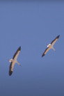 Murmuration