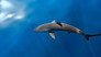 A Shark's Tale