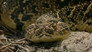 Serpent: Through the Eyes of the Snake