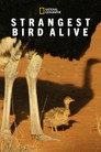 Plakat for 'Strangest Bird Alive'