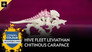 Hive Fleet Leviathan Chitinous Carapace