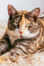 Fats isTime Cat