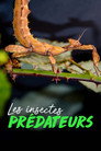 Les insectes prédateurs (2025) - Affiche