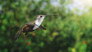 Hummingbird