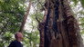 KUMANO: Spirit of the Forest