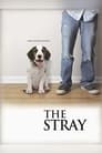 The Stray