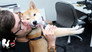Pets Play Mario Kart
