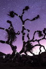 War Paint for Trees